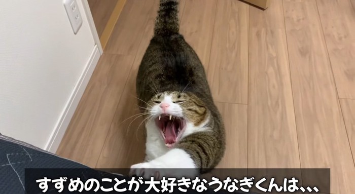 あくびをする猫