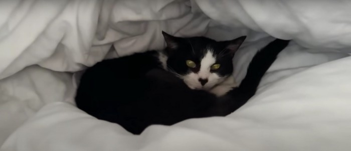 布団の中の猫