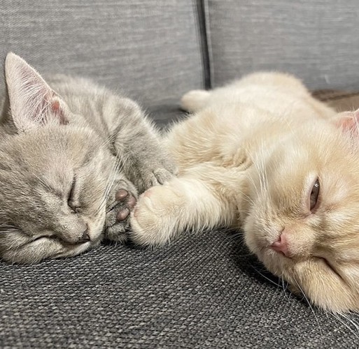 ソファで眠る2匹のマンチカン