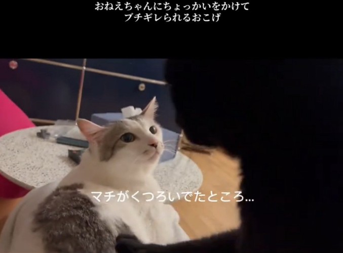 くつろぐ猫