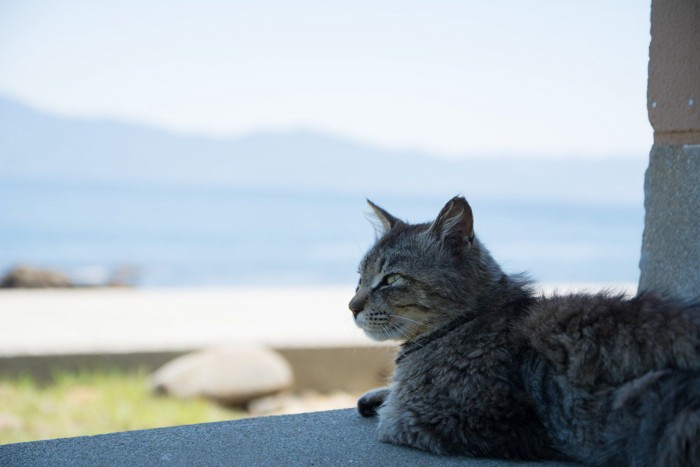 物陰で休んでいる猫