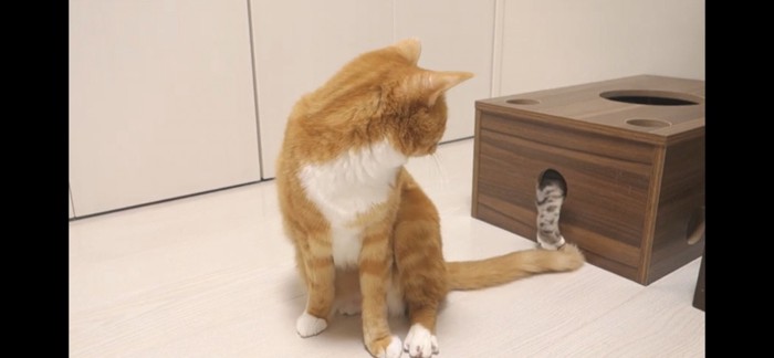 箱から猫の手が出ている