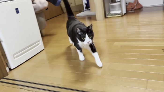 こちらに向かって歩いてくる猫の写真1