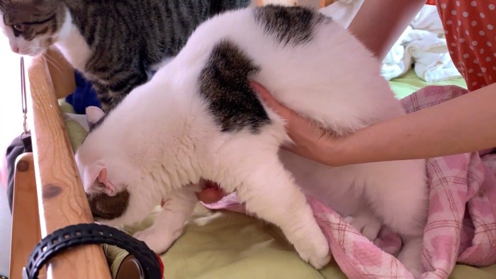 持ち上げられた姿