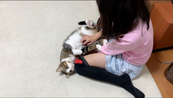 女の子にお腹を触られる猫