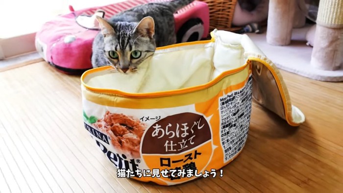 収納ボックスをのぞく猫