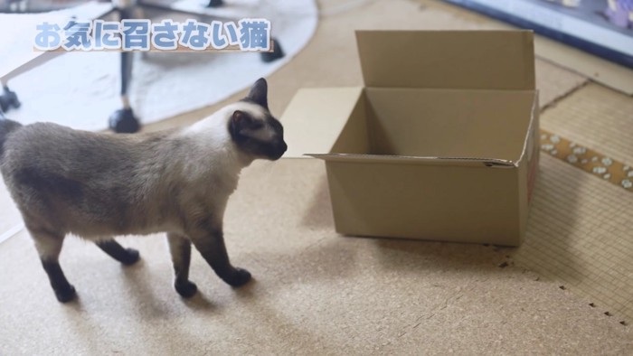 箱の左側に猫