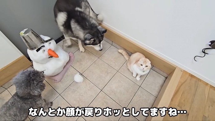 雪だるまの周りにいる猫と犬