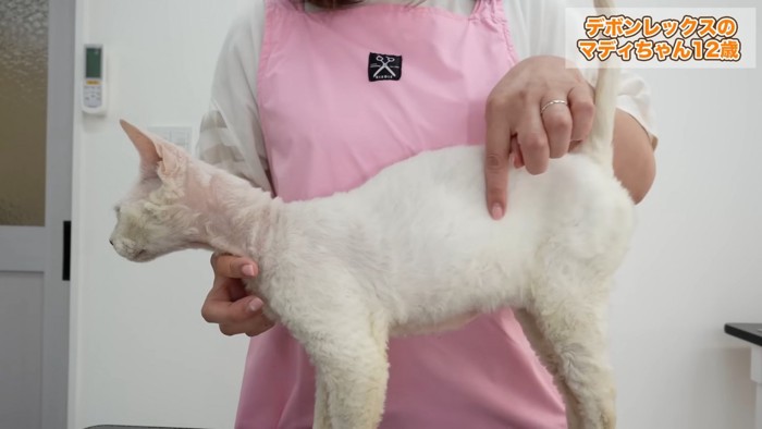 横を向いた猫