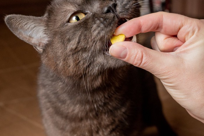 錠剤を飲む猫