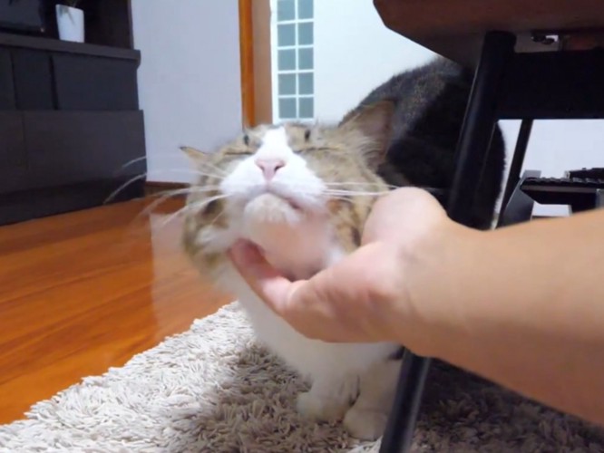 あごをなでてもらう猫