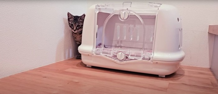 キャリーバッグの横にいる子猫