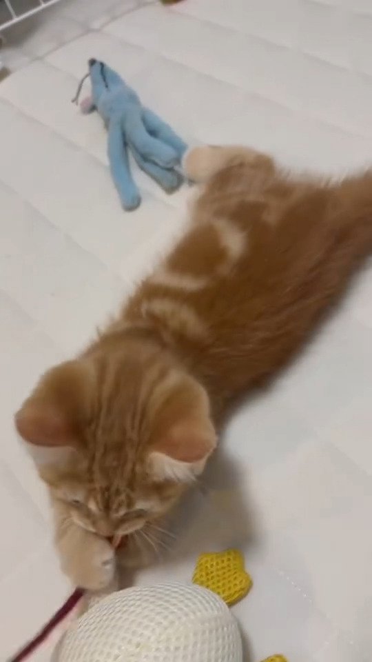生後2ヶ月のおもちゃで遊ぶ猫さん