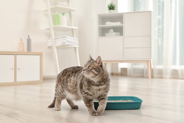 トイレの横に立って見上げる猫