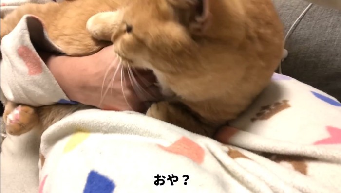 ガブリ