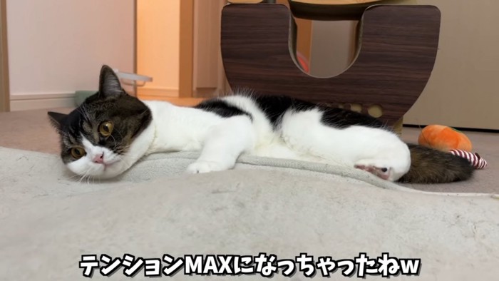 カーペットに抱きつく猫