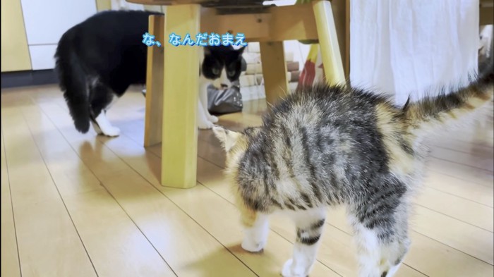 子猫に警戒気味なふくちゃん