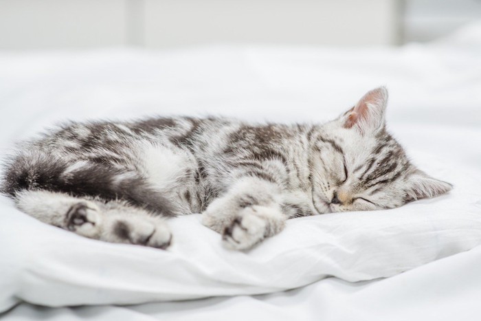 安心して眠る子猫