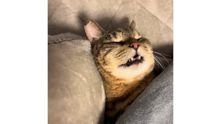 こたつで眠る猫