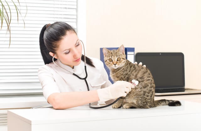 診察中の捨て猫