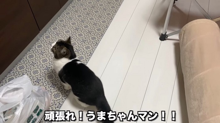 見上げる猫の後ろ姿