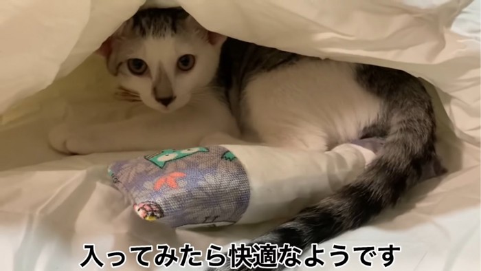 布団に入った子猫