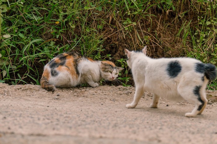 身体を大きく見せる猫と小さく見せる猫