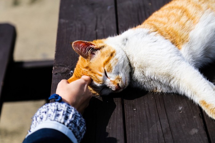 眠っているところを触られる猫