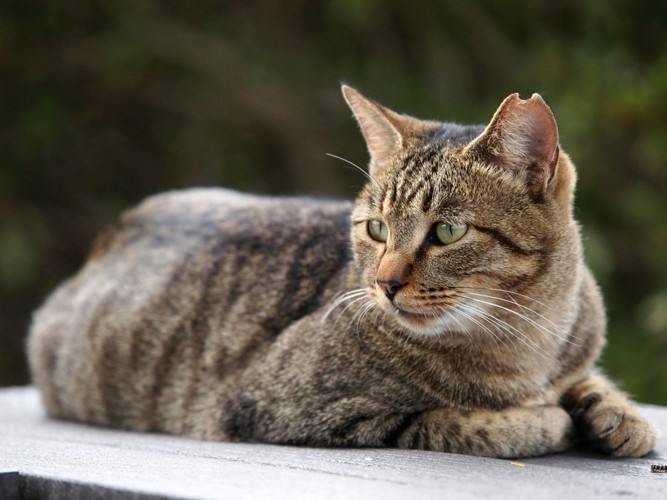 そっぽを向く猫