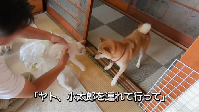 抱っこされて犬に近付く猫