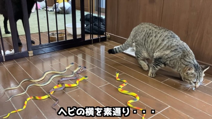 歩く猫