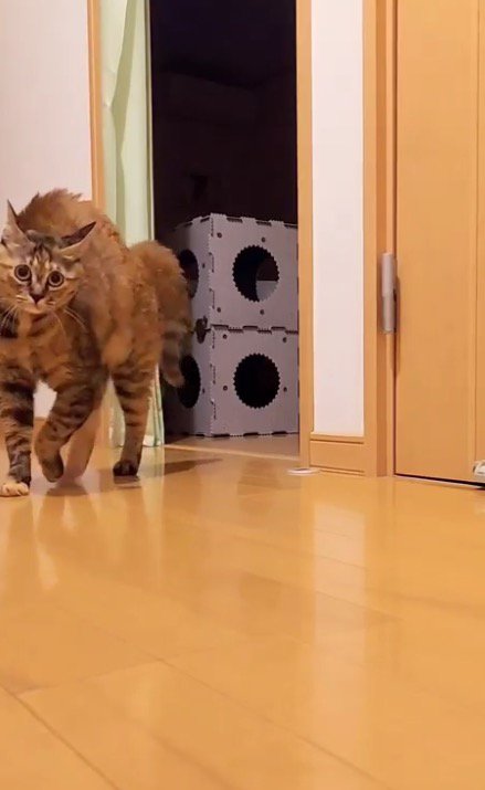 背中を丸めたままカメラの方へ歩いてくる猫