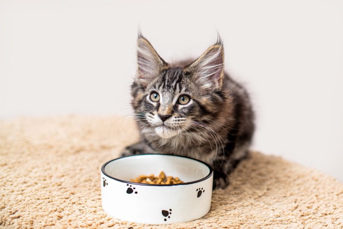 食べながら飼い主を見る子猫