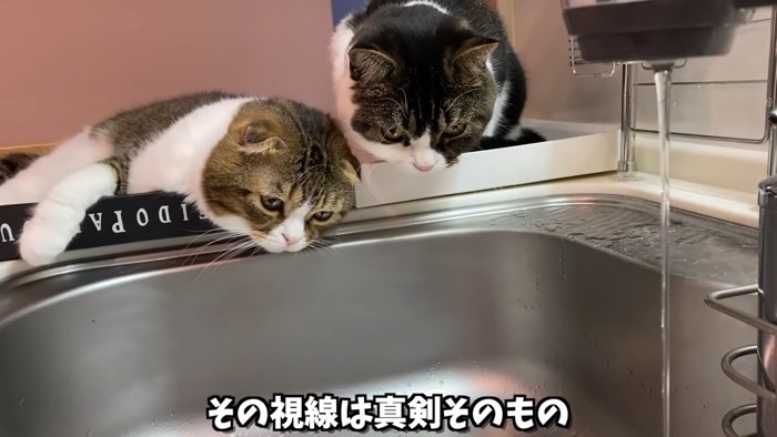 水道から出る水を見つめる猫