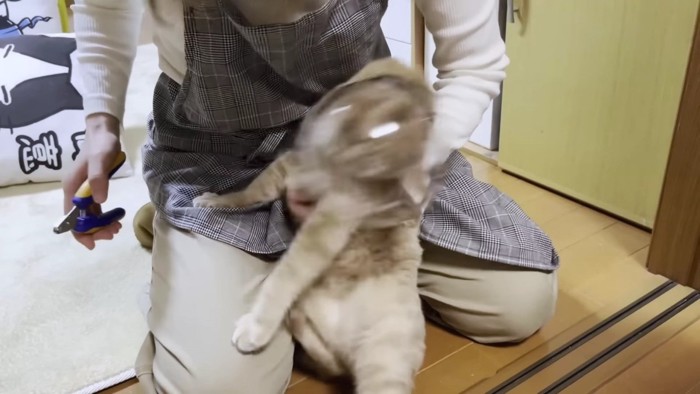 荒ぶる茶色猫