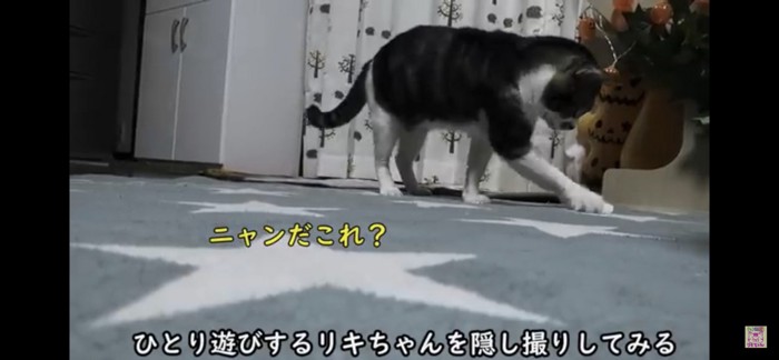 おもちゃでじゃれる猫