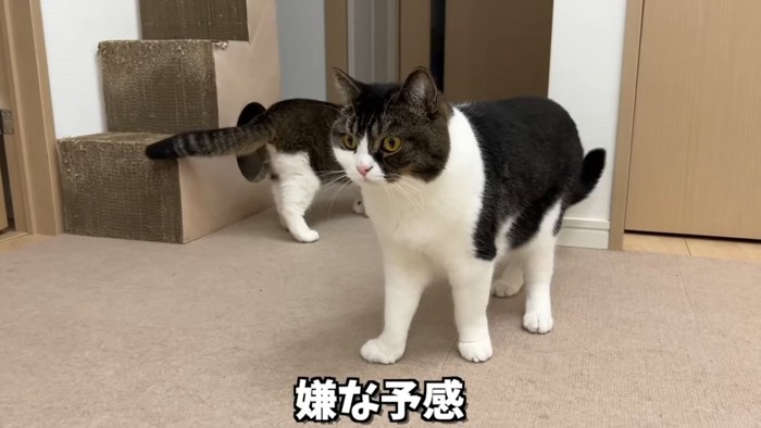 立っている猫