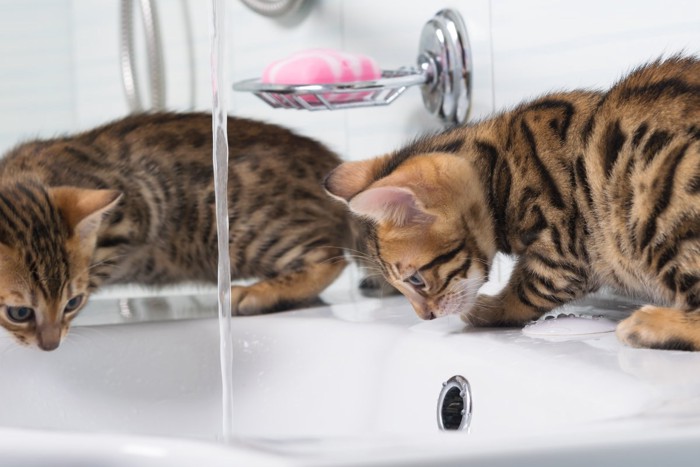洗面台の周りを歩き回る2匹の子猫