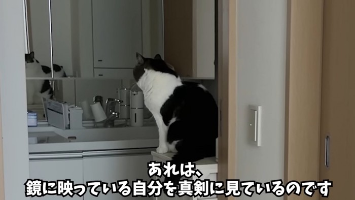 座っている猫の後ろ姿