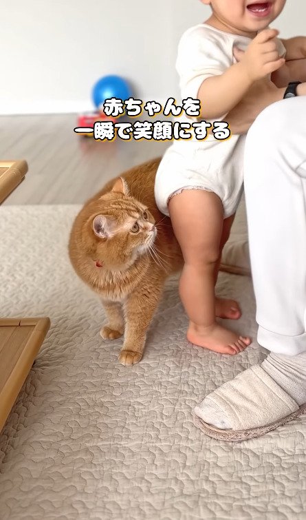 赤ちゃんを見つめる猫