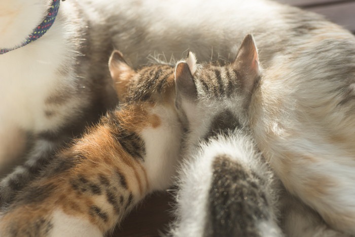 母猫と2匹の子猫