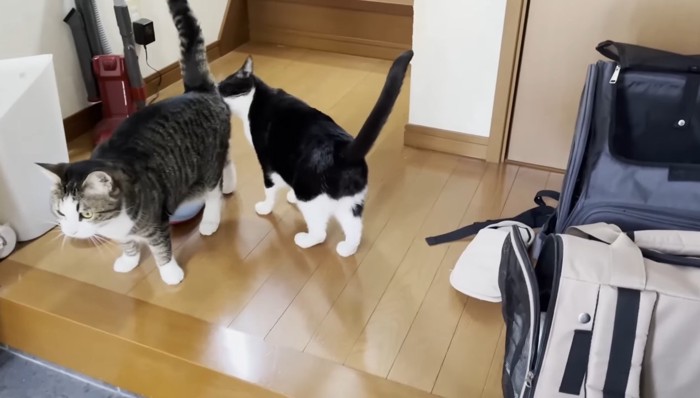 猫のお尻のあたりを舐める猫