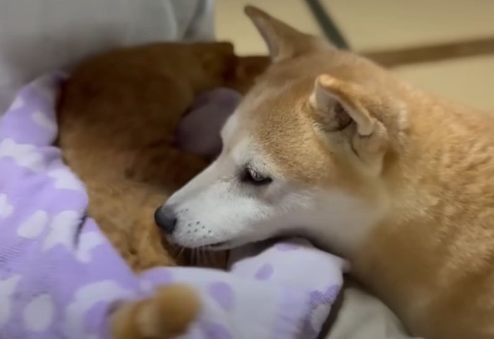 柴犬と猫