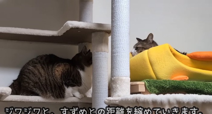 向かい合う猫