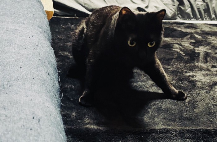 前足を踏ん張って立つ黒猫