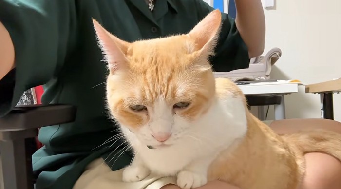 膝の上に乗っている猫