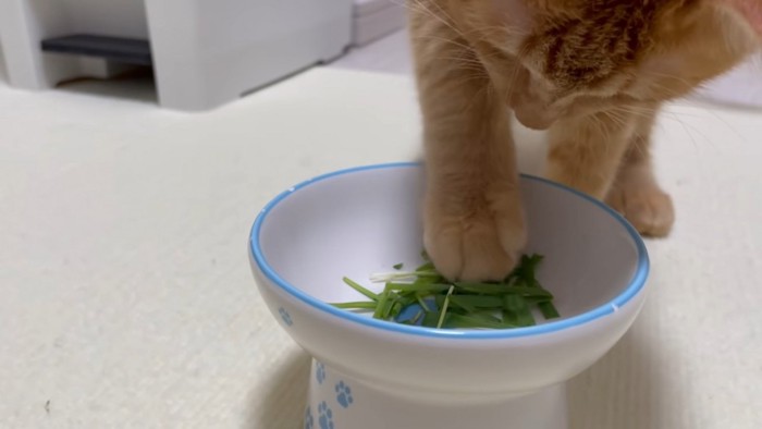 猫草の入った器に手を入れる猫