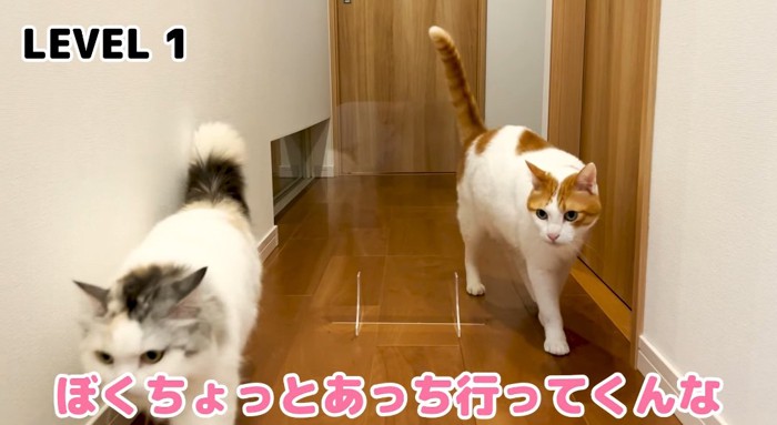 歩いている猫