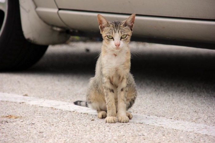 駐車場カメラ目線の猫