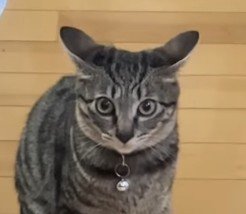 プロペラのような耳の猫